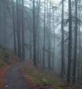 Forest 2