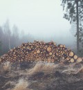 Forest 7