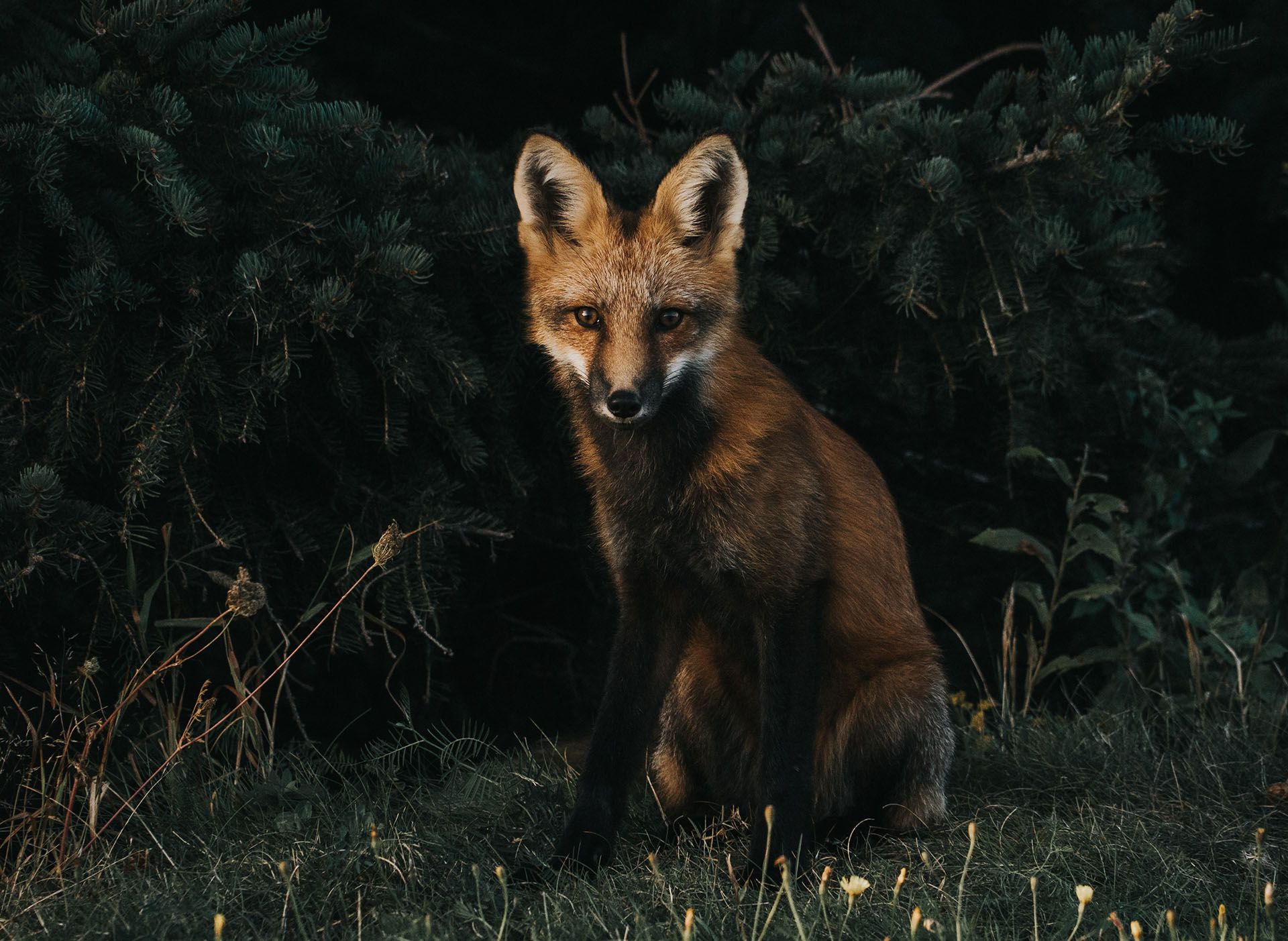 The animal world is wonderful, I admire it. Animals are also so funny. When I photograph them, I get such pleasure and tranquility that cannot be conveyed in words. Take a look at these photos and you will understand...