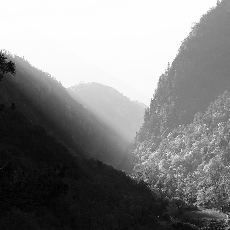 grayscale photography of mountain covered with trees